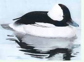 Picture of a Bufflehead duck