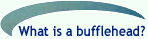 What is a bufflehead link