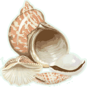 Sea Shell Image